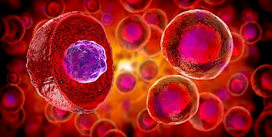 Kan Yapıcı (Hematopoietik) Kök Hücreler